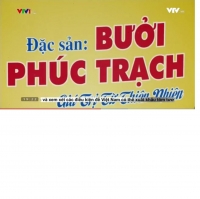 Bưởi Phúc Trạch chính gốc